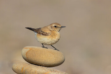 Desert Wheatear standing on stone