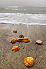 Waves gently roll onto shells scattered along the sandy seashore, creating a peaceful coastal scene.
