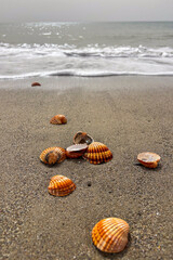 Waves gently roll onto shells scattered along the sandy seashore, creating a peaceful coastal scene.
