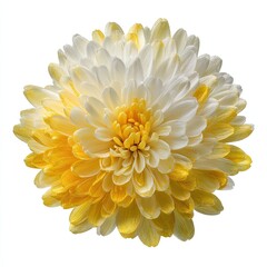 A half-yellow, half-white chrysanthemum bloom, densely packed petals in a spiral arrangement against a plain white background