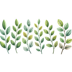 Collection of hand drawn illustrated watercolor style botanical leaves against a subtle green background