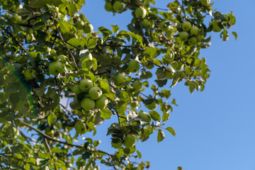 Lush green apple tree branches filled with ripe fruits bask in sunlight against a vivid blue sky, showcasing the beauty of late summer.