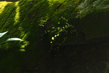 Small Bright Green Plants and Moss on a Dark, Textured Stone Wall with Sunlight

