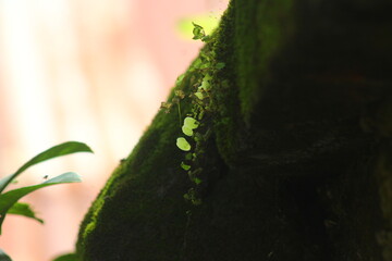 Tiny Bright Green Fern Sprouting from Dark Mossy Tree Trunk in a Humid Forest

