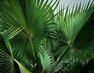 close uo of the leaves of a green tropical palm tree