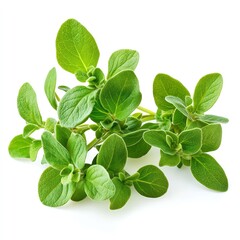 Fresh green oregano leaves arranged on a white background.
