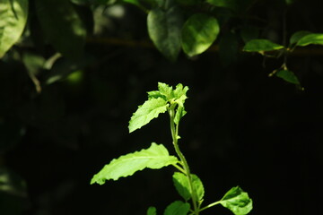 Fresh Green Sprouting Leaves Illuminated by Sunlight Against a Dark Forest Background

