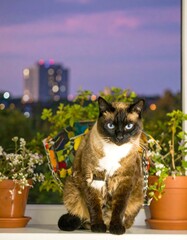 Cat on windowsill at dusk