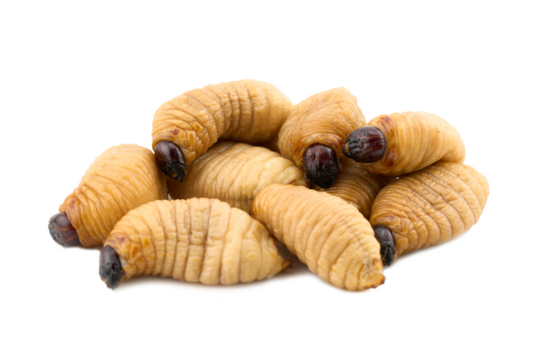 closeup raw pile of Asian red palm weevil larva sago worm cutout