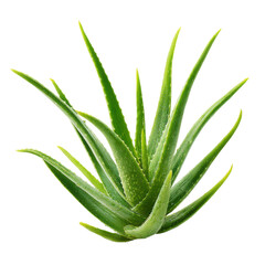 Obraz premium Aloe Vera Plant with Water Droplets Isolated on Black Background succulent green, Png Isolated On White, Transparent Background