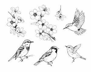 Delicate black and white line art illustrations of birds and flowers