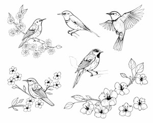 Collection of hand drawn birds and cherry blossoms in sketch style
