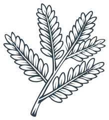 Fototapeta premium Stylized Tamarind Leaf Branch Line Art Illustration for Botanical Designs