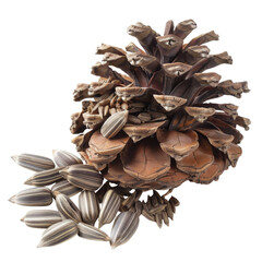 Pinecone with seeds isolated on transparent background