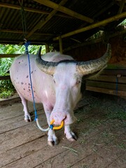 Torajanese Expensive Buffalo Named tedong Bonga,Tana toraja, Indonesia.