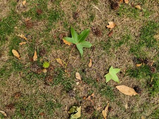 Autumn leaves, pinecones, and chestnut on dry grass