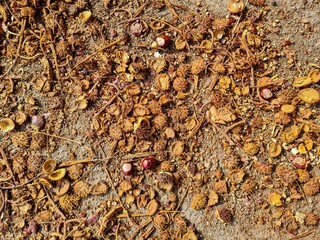 Horse chestnuts and spiky shells covering ground
