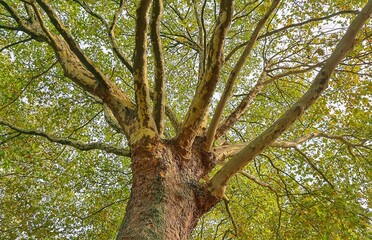 Plane tree bark and branches against green canopy