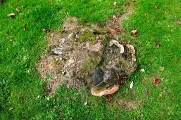 Tree stump decaying with fungus and moss on grass