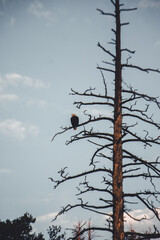 American Bald Eagle and Fall Hiking Views at Tony Grove Lake and White Pine Lake Logan Utah