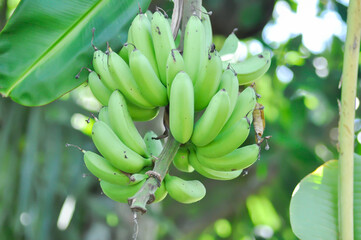 banana , Musa sapientum Linn or Kluai Khai or banana seed on the banana tree or Musaceae or Lady Finger or Pisang Mas