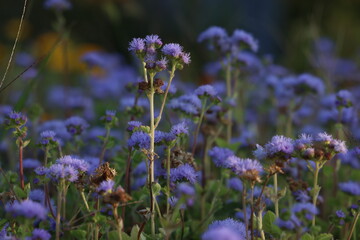 Fototapeta premium Field of Delicate Blue Flowers in Natural Light