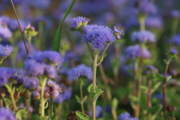 Field of Delicate Blue Flowers in Natural Light