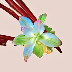 "Pastel Succulent with Rust-Toned Stems on Neutral Background."