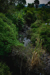 Natural view of a small river stream surrounded by dense tropical vegetation and rocks. The lush greenery and flowing water create a peaceful and natural atmosphere, perfect for illustrating environme