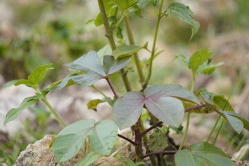 Jatropha gossypiifolia, also known as bellyache bush, is a tropical shrub with red flowers and medicinally valuable toxic sap.