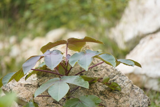 Jatropha gossypiifolia, also known as bellyache bush, is a tropical shrub with red flowers and medicinally valuable toxic sap.