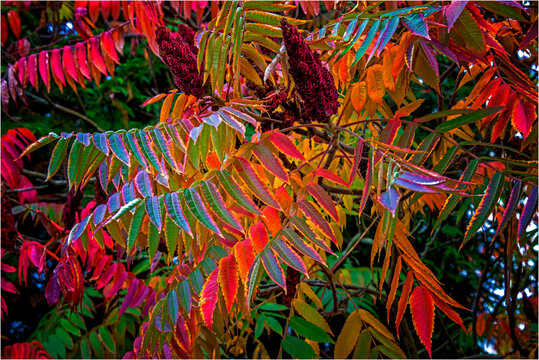 Essigbaum