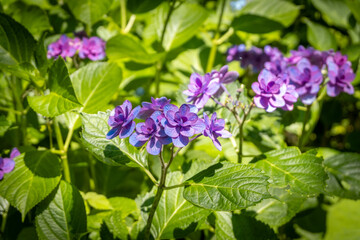Purple hydrangea flowers blooming in green garden outdoors
