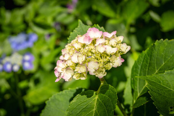 Hydrangea flower blooming in garden with green leaves and natural sunlight