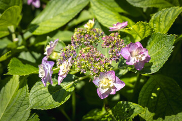 Hydrangea flowers blooming in green garden under sunlight