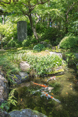 Colorful koi fish swimming in a serene garden pond with lush greenery