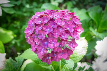 Pink hydrangea flower blooming in garden with green leaves background
