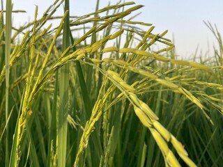 Vibrant close-up of lush green rice plants showcasing their intricate details in a sunlit field.