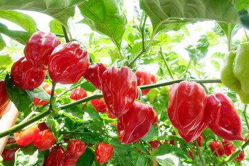 Habanero pepper plant with red ripe fruits ready for picking.