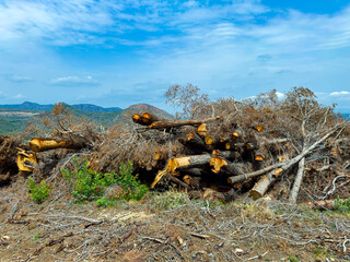 Forested area showing recently cut trees and logs with mountains in the background under a clear blue sky