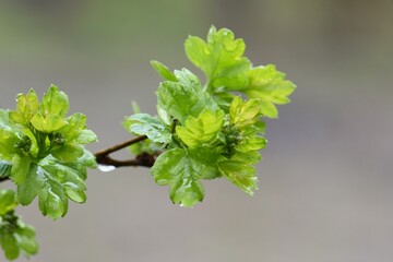 Fresh green leaves of a maple tree in spring. Shallow depth of field