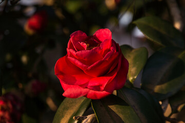 Beautiful red camellia flower with green leaves in the garden