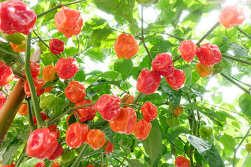 Habanero pepper plant with red ripe fruits ready for picking.