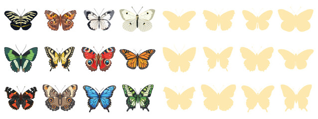 Butterfly vector set illustration of colorful butterflies, tropical insects, nature wildlife collection isolated on white background