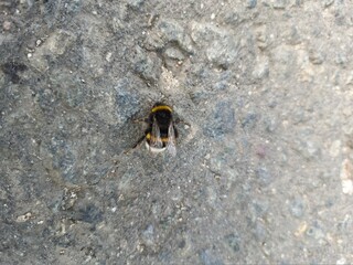 bumblebee crawls along the road
