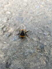 bumblebee crawls along the road