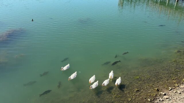 Carp fish and ducks in the water of the lake