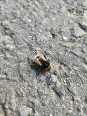 bumblebee crawls along the road