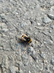 bumblebee crawls along the road