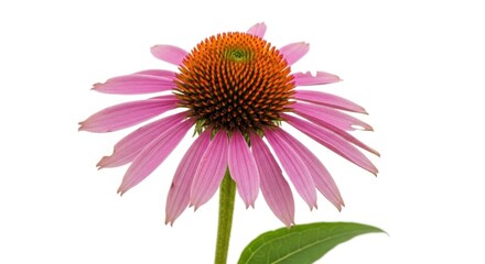 Obraz premium A single pink coneflower with a prominent orange center, isolated on a white background